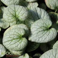 QUEEN OF HEARTS BRUNNERA -Plant Urea Sales DETA 4100