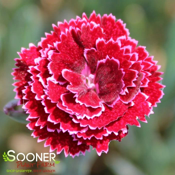 FRUIT PUNCH® BLACK CHERRY FROST DIANTHUS 2 FRUIT PUNCH® BLACK CHERRY FROST DIANTHUS - Image 2
