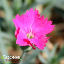 PAINT THE TOWN MAGENTA DIANTHUS -Plant Urea Sales DETA 4107