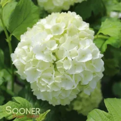 EASTERN SNOWBALL VIBURNUM 5 EASTERN SNOWBALL VIBURNUM -Plant Urea Sales DETA 411