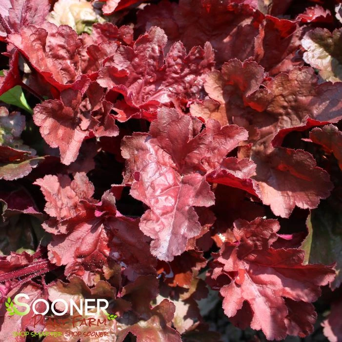 PRIMO® MAHOGANY MONSTER CORAL BELLS 1 PRIMO® MAHOGANY MONSTER CORAL BELLS
