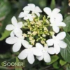 SUMMER SNOWFLAKE DOUBLEFILE VIBURNUM