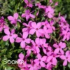 MAGENTA SPRITE HYBRID SPRING PHLOX