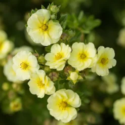 LEMON MERINGUE™ POTENTILLA -Plant Urea Sales DETA 4198