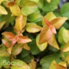 PEACH PERFECTION® ABELIA