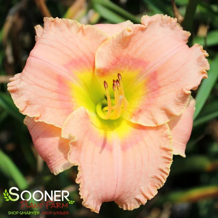 ELEGANT CANDY DAYLILY 2 ELEGANT CANDY DAYLILY - Image 2