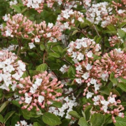 SPICE ISLAND™ VIBURNUM