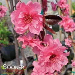 PINK CASCADE WEEPING ORNAMENTAL PEACH