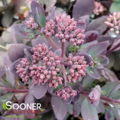 SUNSPARKLER® PLUM DAZZLED SEDUM 5 SUNSPARKLER® PLUM DAZZLED SEDUM -Plant Urea Sales DETA 4348