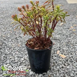 ASCOT RAINBOW EUPHORBIA -Plant Urea Sales DETA 4375