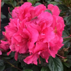 PERFECTO MUNDO® DOUBLE DARK PINK AZALEA 5 PERFECTO MUNDO® DOUBLE DARK PINK AZALEA -Plant Urea Sales DETA 4431