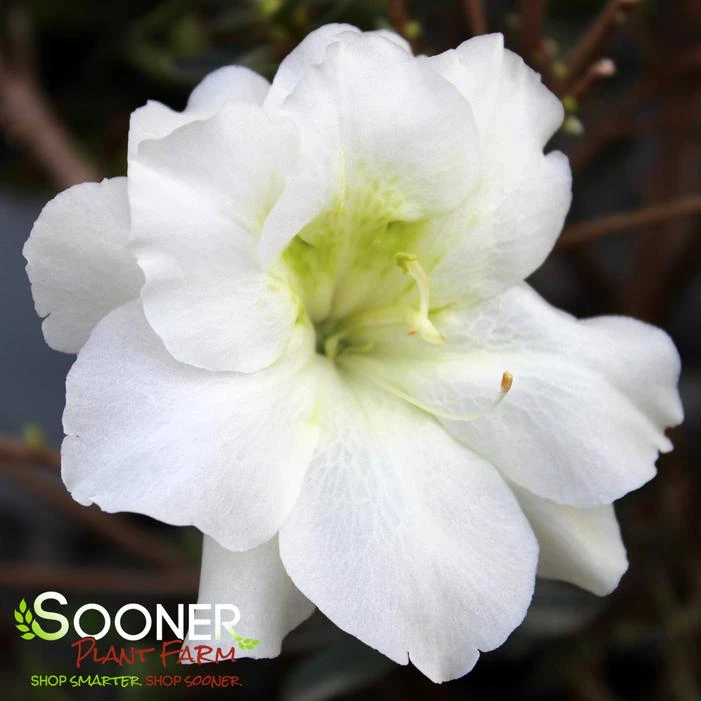 PERFECTO MUNDO® DOUBLE WHITE AZALEA 1 PERFECTO MUNDO® DOUBLE WHITE AZALEA