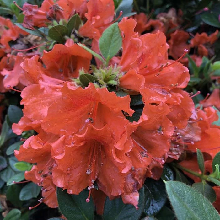 PERFECTO MUNDO® ORANGE AZALEA 3 PERFECTO MUNDO® ORANGE AZALEA - Image 3