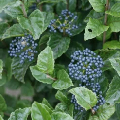 GLITTERS AND GLOWS® ARROWWOOD VIBURNUM