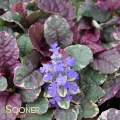 BURGUNDY GLOW AJUGA -Plant Urea Sales DETA 447
