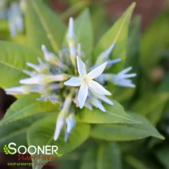 STARSTRUCK BLUE STAR