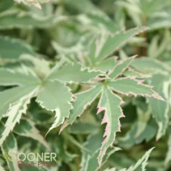 BUTTERFLY UPRIGHT JAPANESE MAPLE -Plant Urea Sales DETA 45