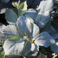 BLUE SHADOW WITCH ALDER -Plant Urea Sales DETA 452