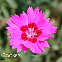 PAINT THE TOWN FANCY DIANTHUS -Plant Urea Sales DETA 4547