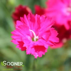 PAINT THE TOWN RED DIANTHUS -Plant Urea Sales DETA 4548
