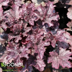 GRAPE TIMELESS CORAL BELLS 7 GRAPE TIMELESS CORAL BELLS -Plant Urea Sales DETA 4593