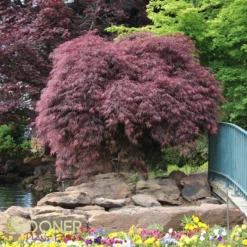 CRIMSON QUEEN WEEPING JAPANESE MAPLE -Plant Urea Sales DETA 46