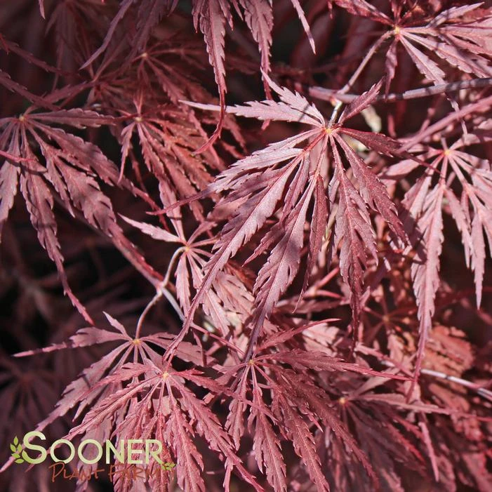 INABA SHIDARE WEEPING JAPANESE MAPLE 1 INABA SHIDARE WEEPING JAPANESE MAPLE
