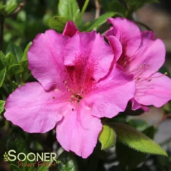 AUTUMN ROYALTY® ENCORE® AZALEA -Plant Urea Sales DETA 467