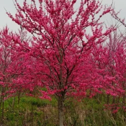 TENNESSEE PINK REDBUD -Plant Urea Sales DETA 4802