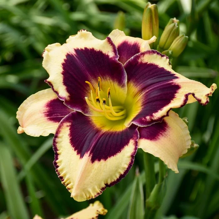 INKHEART DAYLILY 1 INKHEART DAYLILY