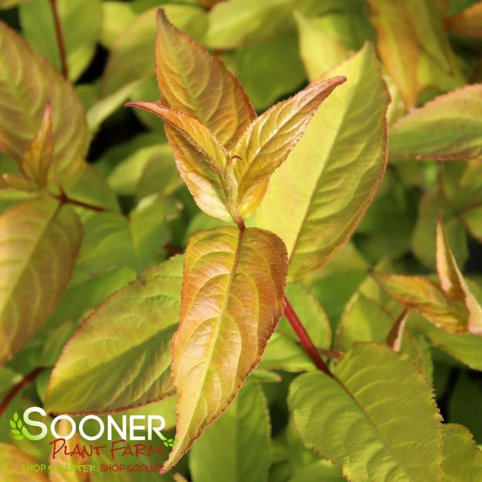 KODIAK® FRESH® BUSH HONEYSUCKLE 2 KODIAK® FRESH® BUSH HONEYSUCKLE - Image 2