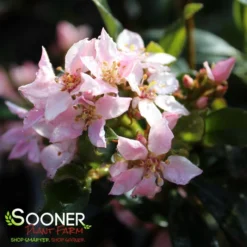 LA VIDA MÁS® INDIAN HAWTHORN