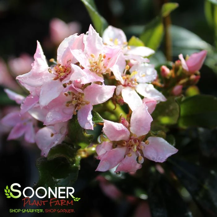 LA VIDA MÁS® INDIAN HAWTHORN 1 LA VIDA MÁS® INDIAN HAWTHORN