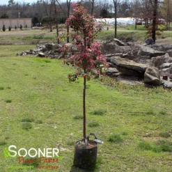 PURPLE PRINCE CRABAPPLE