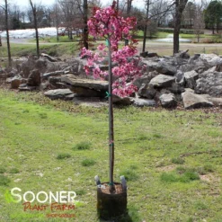 SHOW TIME™ CRABAPPLE -Plant Urea Sales DETA 4906