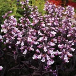 DAKOTA™ BURGUNDY BEARDTONGUE