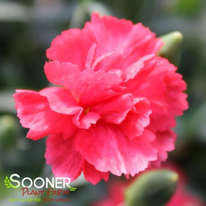 WHETMAN® PREMIER™ ROSEBUD DIANTHUS 2 WHETMAN® PREMIER™ ROSEBUD DIANTHUS - Image 2