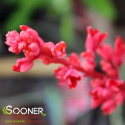 Plant Urea Sales 25 BRAKELIGHTS® RED YUCCA