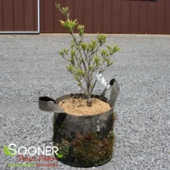 Plant Urea Sales 5 LITTLE PONCHO DWARF KOUSA DOGWOOD