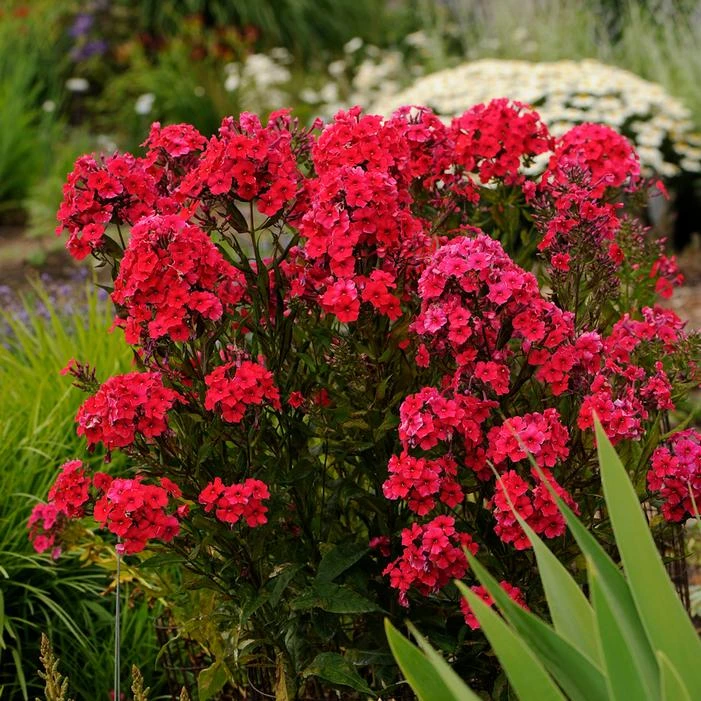 RED RIDING HOOD GARDEN PHLOX 1 RED RIDING HOOD GARDEN PHLOX