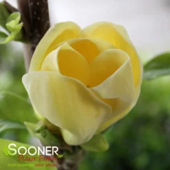 YELLOW BIRD MAGNOLIA