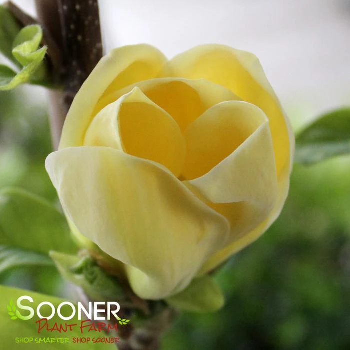 YELLOW BIRD MAGNOLIA 1 YELLOW BIRD MAGNOLIA