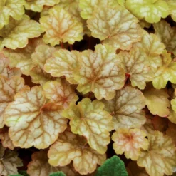 GINGER ALE CORAL BELLS -Plant Urea Sales DETA 515