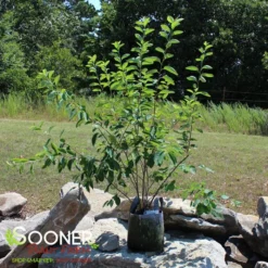 PRINCESS DIANA SERVICEBERRY -Plant Urea Sales DETA 5220