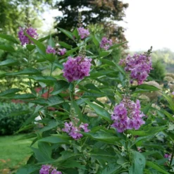 EL NIÑO™ CHITALPA -Plant Urea Sales DETA 5268