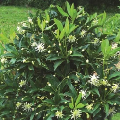 STAR FLOWER ORIONâ„¢ ILLICIUM
