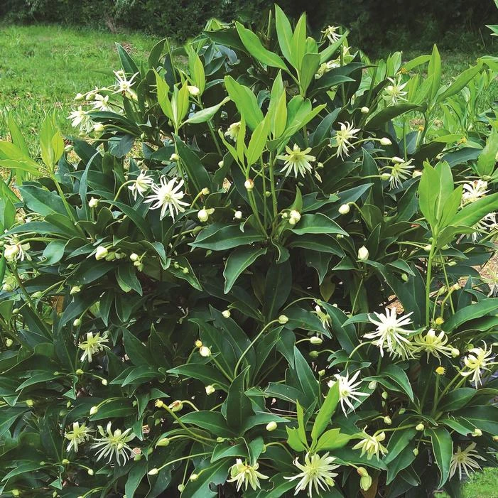 STAR FLOWER ORION™ ILLICIUM 1 STAR FLOWER ORION™ ILLICIUM