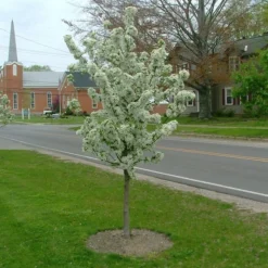 Plant Urea Sales 10 SWEET SUGAR TYME® CRABAPPLE