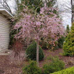 PINK SNOW SHOWERS™ WEEPING CHERRY -Plant Urea Sales DETA 5289
