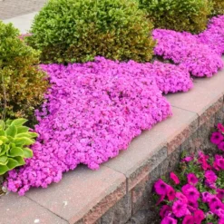 DRUMMOND'S PINK CREEPING PHLOX -Plant Urea Sales DETA 5319